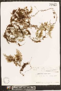 Hymenophyllum fucoides image