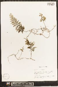 Hymenophyllum fucoides image