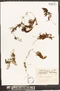 Hymenophyllum fucoides image