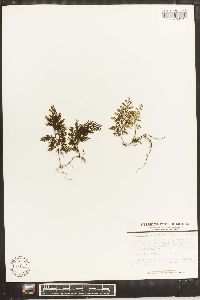 Hymenophyllum fucoides image