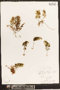 Hymenophyllum fucoides image