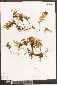 Hymenophyllum fucoides image