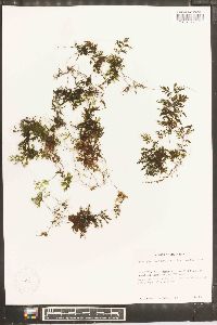 Hymenophyllum fucoides image