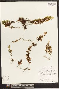 Hymenophyllum fucoides image