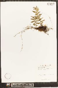 Hymenophyllum hirsutum image