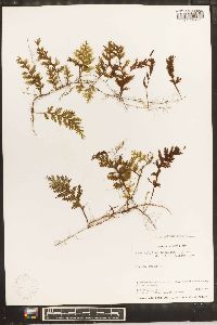 Hymenophyllum hirsutum image