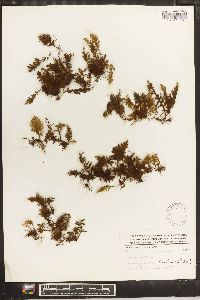 Hymenophyllum hirsutum image