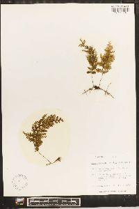 Hymenophyllum hirsutum image