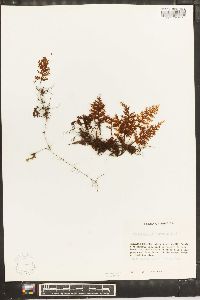 Hymenophyllum hirsutum image