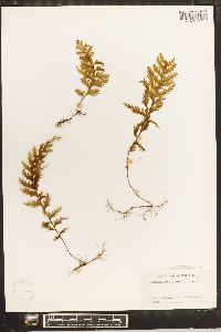 Hymenophyllum hirsutum image