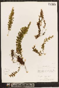 Hymenophyllum hirsutum image