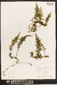 Hymenophyllum hirsutum image