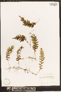 Hymenophyllum hirtellum image