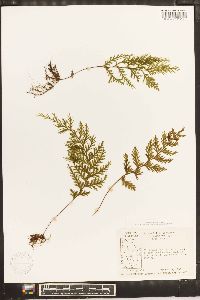 Hymenophyllum hirtellum image