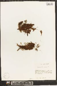 Hymenophyllum lanatum image