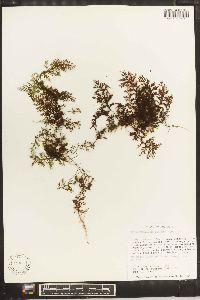 Hymenophyllum lineare image