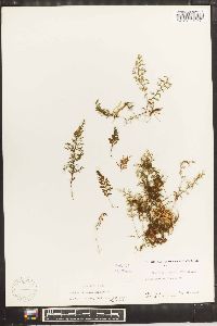 Hymenophyllum lineare image