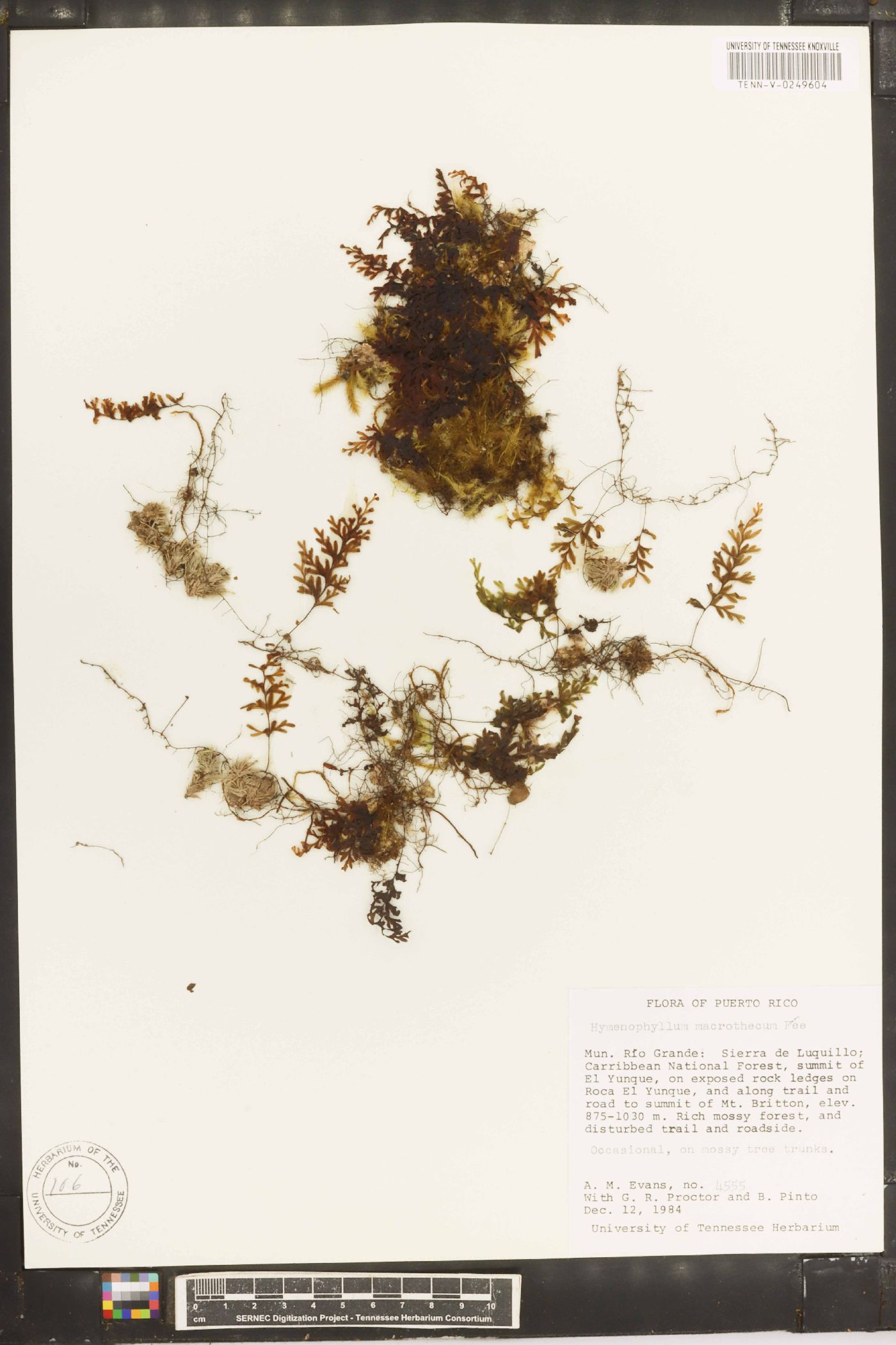 Hymenophyllum macrothecum image