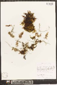 Hymenophyllum macrothecum image