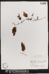 Hymenophyllum myriocarpum image