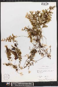 Hymenophyllum myriocarpum var. nigrescens image