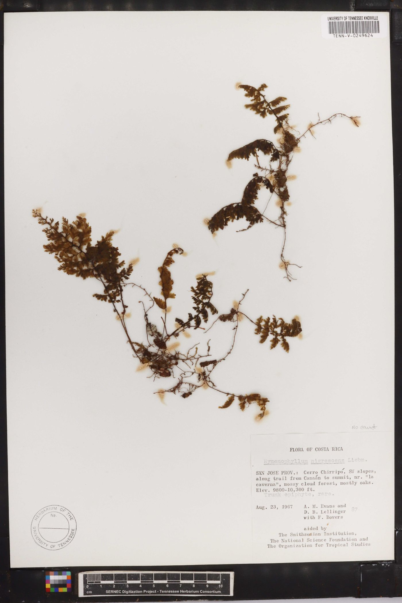 Hymenophyllum myriocarpum var. nigrescens image