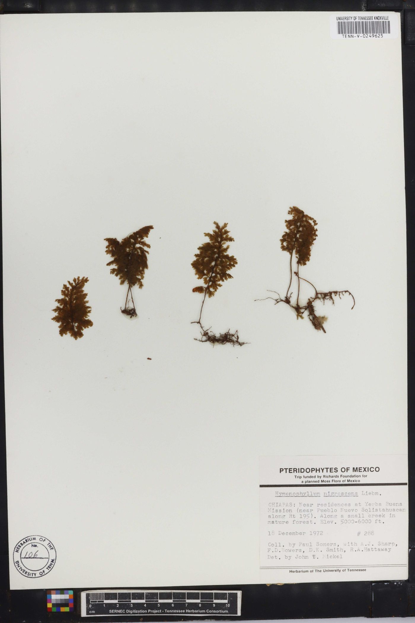 Hymenophyllum myriocarpum var. nigrescens image