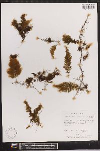 Hymenophyllum myriocarpum var. nigrescens image