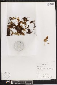 Hymenophyllum polyanthos image