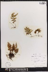 Hymenophyllum polyanthos image