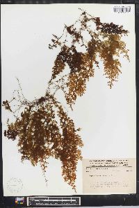 Hymenophyllum polyanthos image