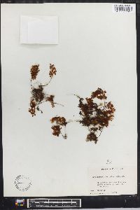 Hymenophyllum polyanthos image