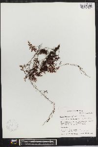 Hymenophyllum polyanthos image