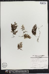 Hymenophyllum polyanthos image