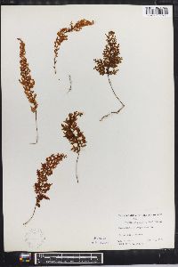 Hymenophyllum polyanthos image