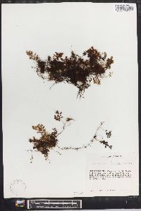 Hymenophyllum polyanthos image