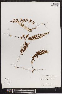 Hymenophyllum polyanthos image