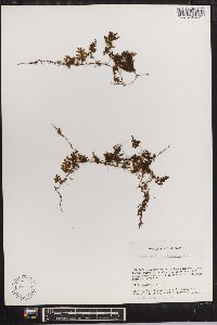 Hymenophyllum polyanthos image