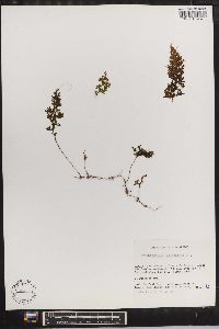 Hymenophyllum polyanthos image