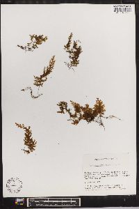 Hymenophyllum polyanthos image