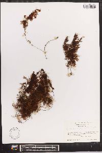 Hymenophyllum polyanthos image