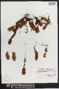 Hymenophyllum pulchellum image