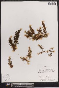 Hymenophyllum subrigidum image