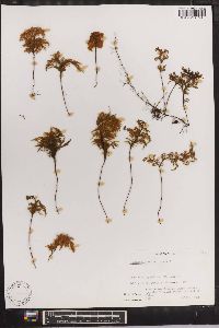 Hymenophyllum tortuosum image