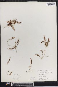 Hymenophyllum tunbrigense image