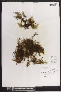 Hymenophyllum oligosorum image