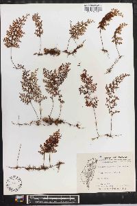 Hymenophyllum polyanthos image