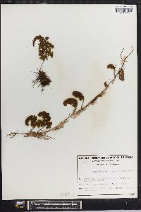 Hymenophyllum sanguinolentum image