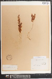 Hymenophyllum darwinii image