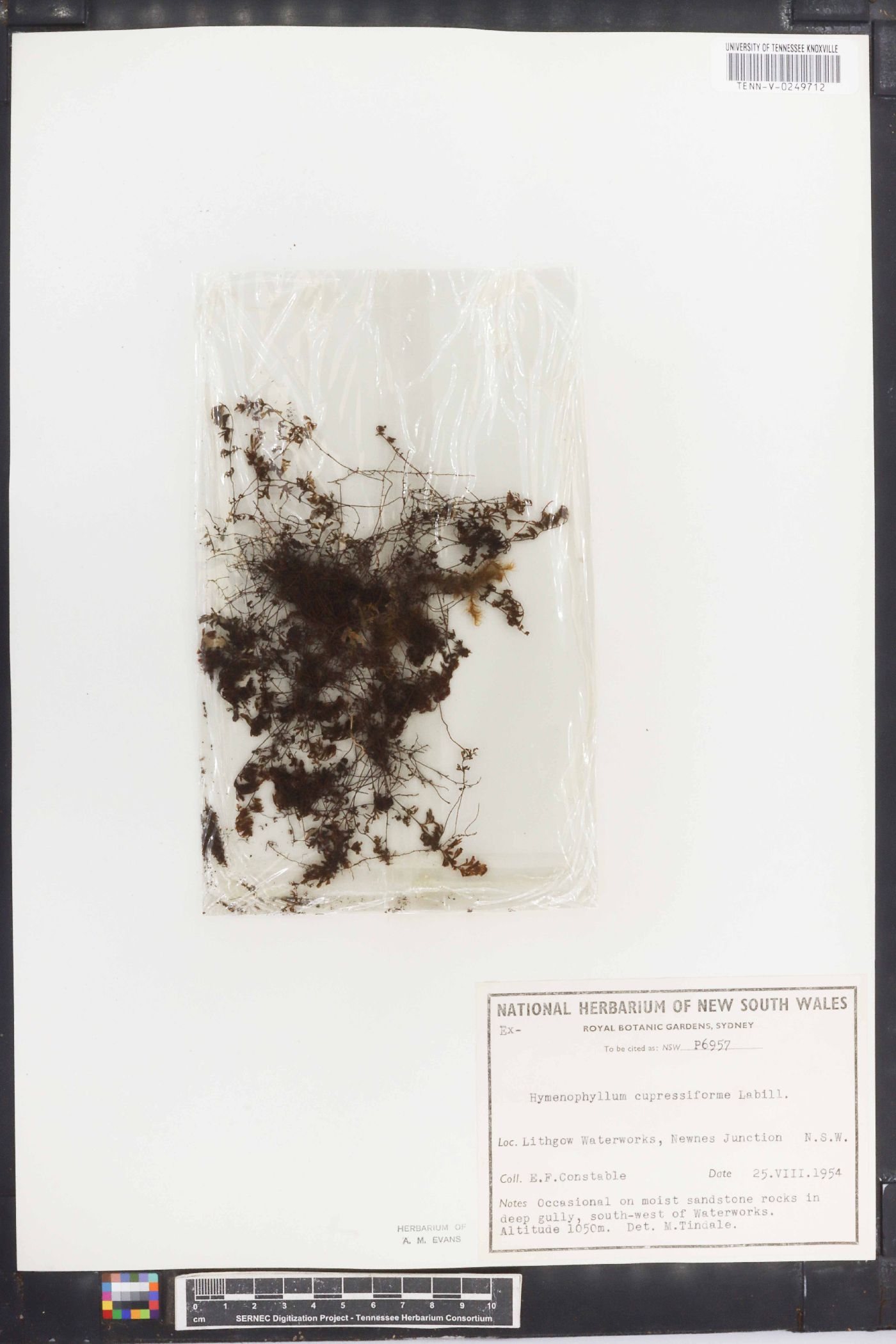 Hymenophyllum cupressiforme image